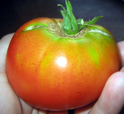 first_tomato_06.jpg