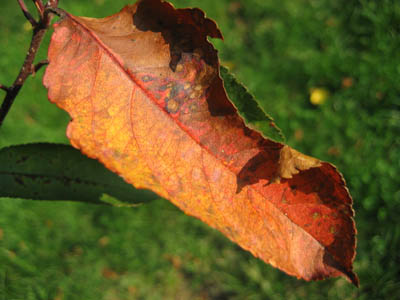leaf.jpg