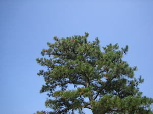 scrub_pine_sky.jpg