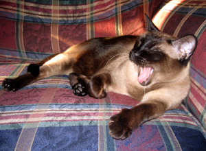 mason_yawn.jpg
