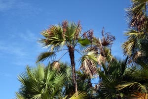 palm_trees_sky_park.jpg