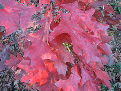 red_leaves.jpg