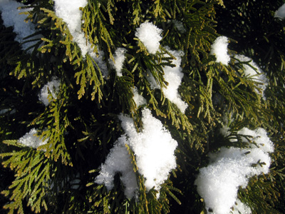 shrub_snow.jpg