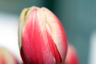 tulip_jan08.jpg