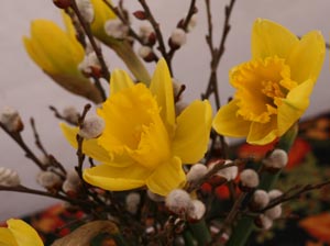 daffodils_march_08.jpg