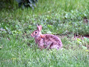bunny_in_yard.jpg