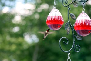 hummingbird_one.jpg