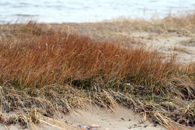 winter_beach_grass.jpg