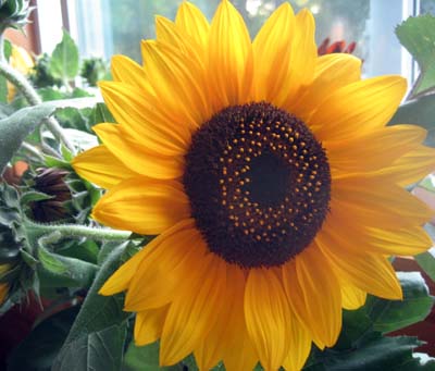 yellow_sunflower.jpg