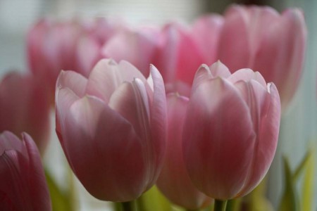 pink-tulips