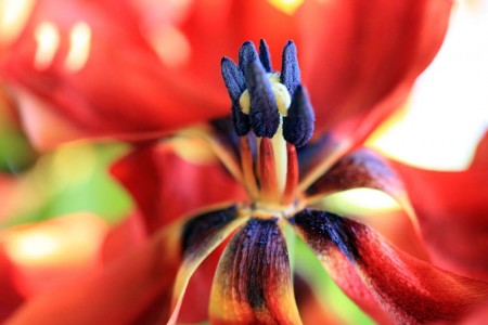 tulip-extra-close_small