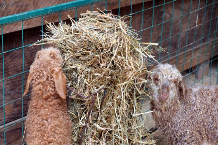 goats-and-hay