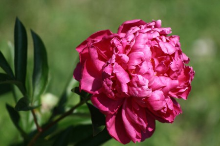 pink-peony-blossom