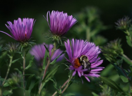 asters and bee