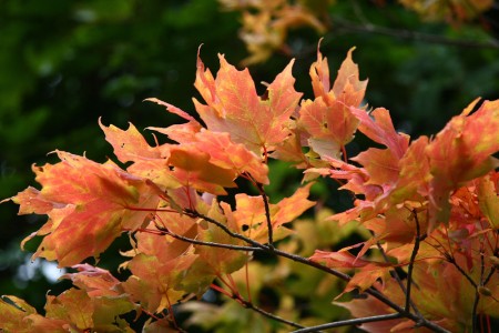 sugar maple leaves for blog