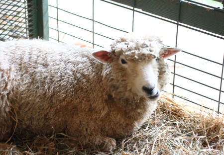 rhinebeck sheep