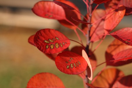 more round red leaves
