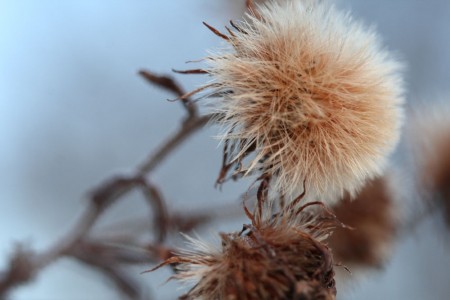 winter asters_blog_size