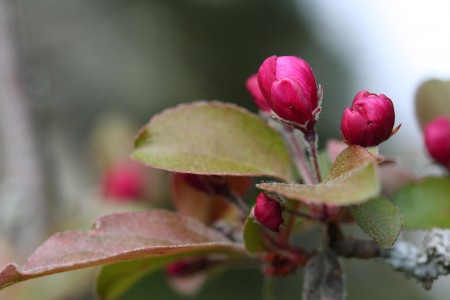 Crabapple Blossoms resized for blog