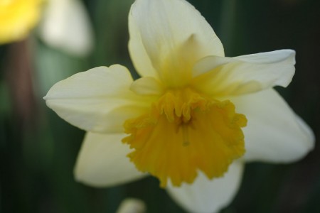 Daffodil Center resized for blog