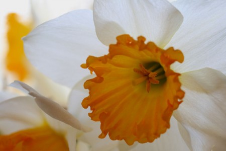 Orange and White Daffodil resized for blog