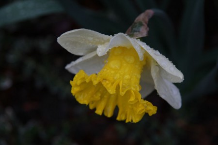 Raindrops on Daffodils