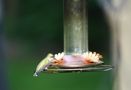 hummingbird on feeder blog size