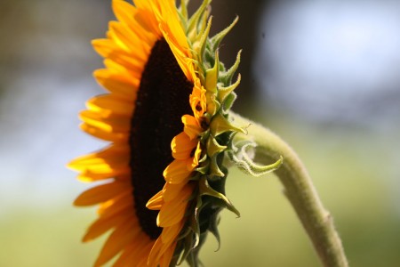 Bright Sunflower blog size