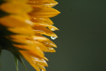Sunflower With Raindrop blog size