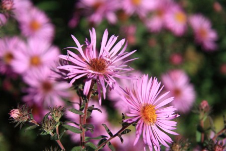 Fall Asters blog size