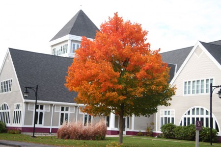 Sugar Maple By Library Front Door blog sizee