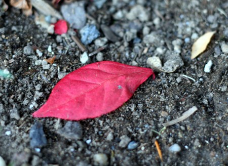 One Red Leaf blog size