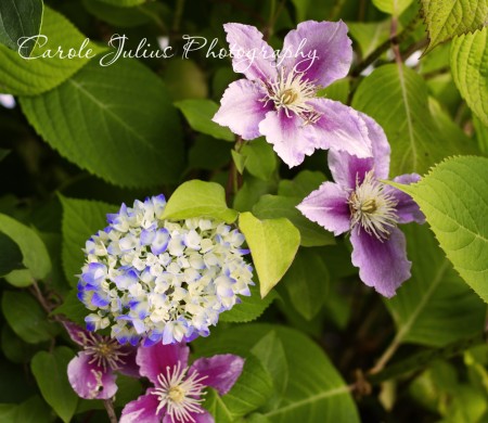 blue moon hydrangea blog size