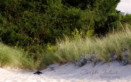 brewster beach grass for carole knits