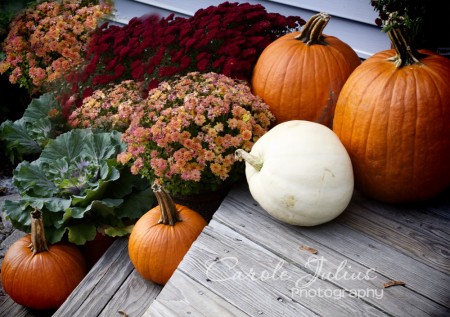 pumpkins and mums for carole knits
