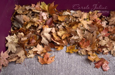 leaves for carole knits