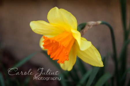 april 2014 daffodil for carole knits