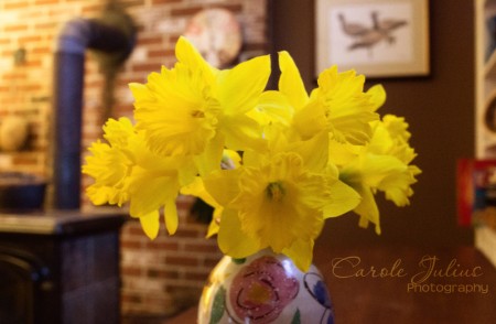 daffodils for carole knits