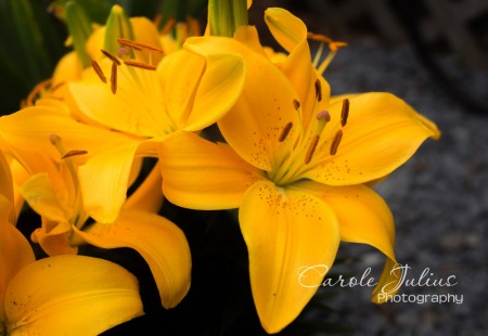 yellow daylilies for carole knits