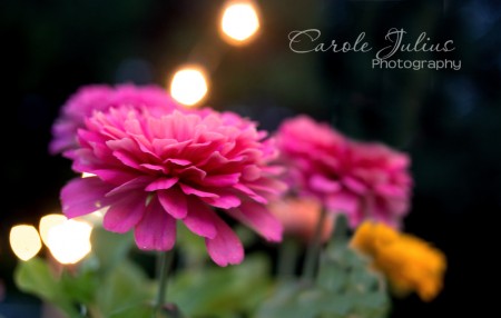 pink zinnia with lights for carole knits