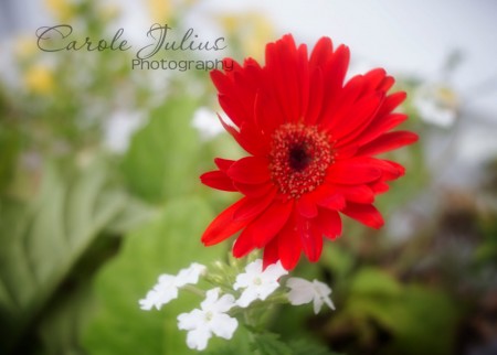 red gerbera for carole knits