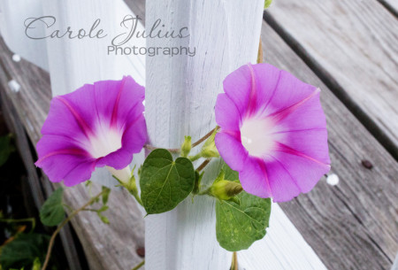 morning glories for carole knits