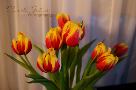 red yellow tulips for carole knits