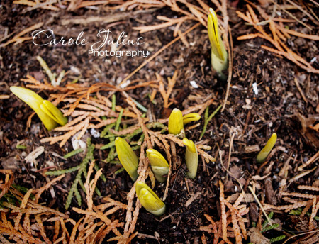 daffodil shoots for carole knits