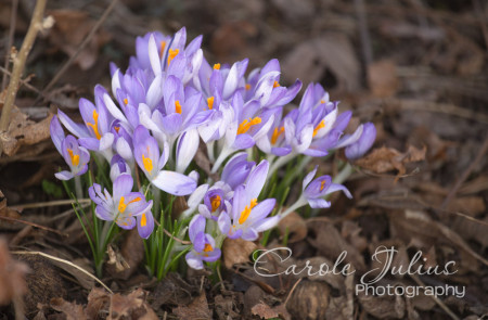 purple crocus for carole knits