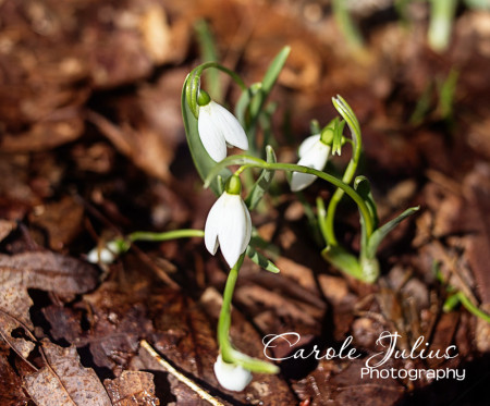 snow drops for carole knits