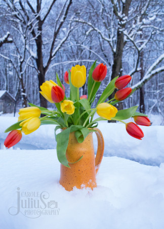 snowy tulips for carole knits