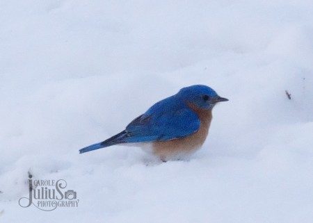 bluebird on snow