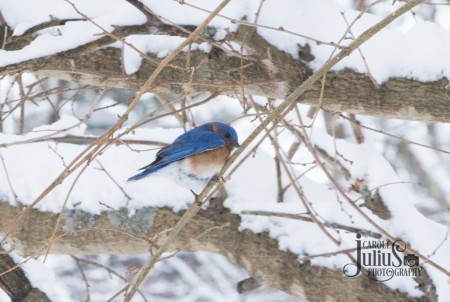 bluebird on tree with snow for carole knits