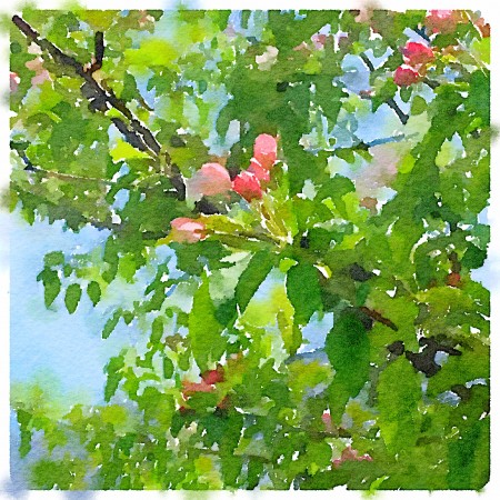 Waterlogue 1.2.1 (66) Preset Style = Vibrant Format = 6" (Medium) Format Margin = Small Format Border = Sm. Rounded Drawing = #2 Pencil Drawing Weight = Medium Drawing Detail = Medium Paint = Natural Paint Lightness = Auto Paint Intensity = More Water = Tap Water Water Edges = Medium Water Bleed = Average Brush = Natural Detail Brush Focus = Everything Brush Spacing = Narrow Paper = Watercolor Paper Texture = Medium Paper Shading = Light Options Faces = Enhance Faces